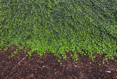 Refined image lawn and landscape, softscapes, snow & ice, lawn cutting & maintenance, residential & commercial lawn care, dunnville, ON